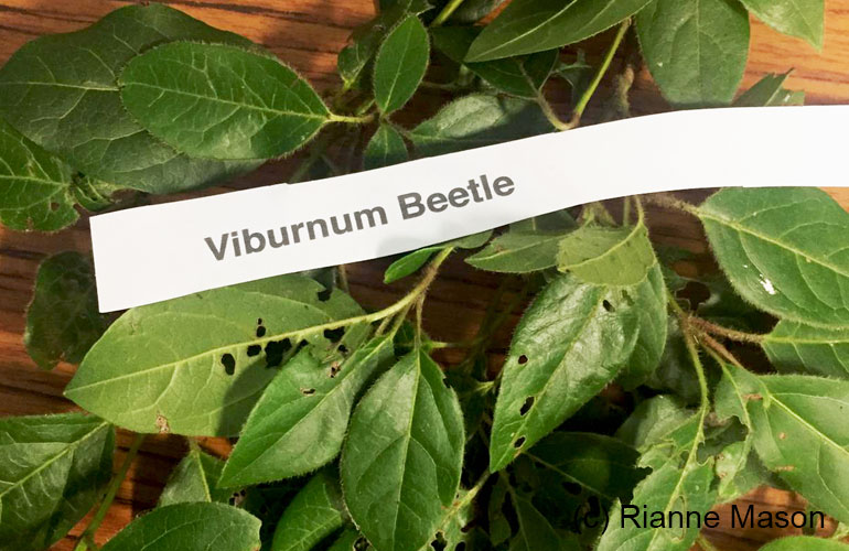 Viburnum beetle (c) Rianne Mason